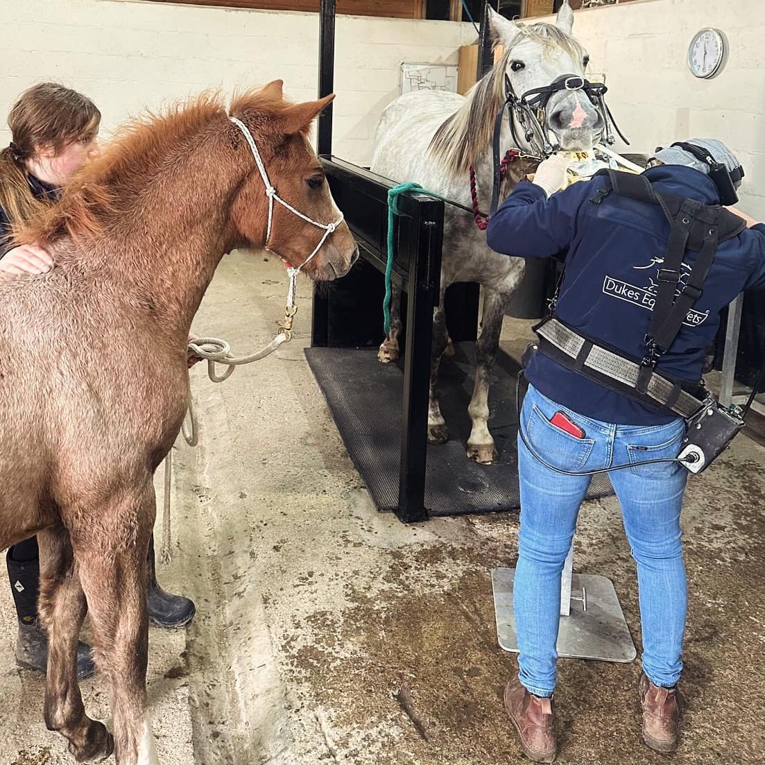 Regular dentistry is important for broodmares too.